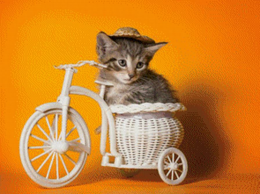 Котенок на велосипеде - котенок, шляпа, велосипед, корзинка, животное - предпросмотр