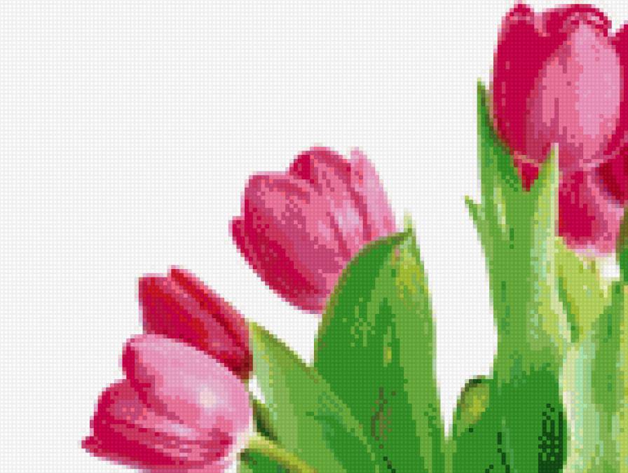 Тюльпаны - букет, цветы, тюльпаны - предпросмотр