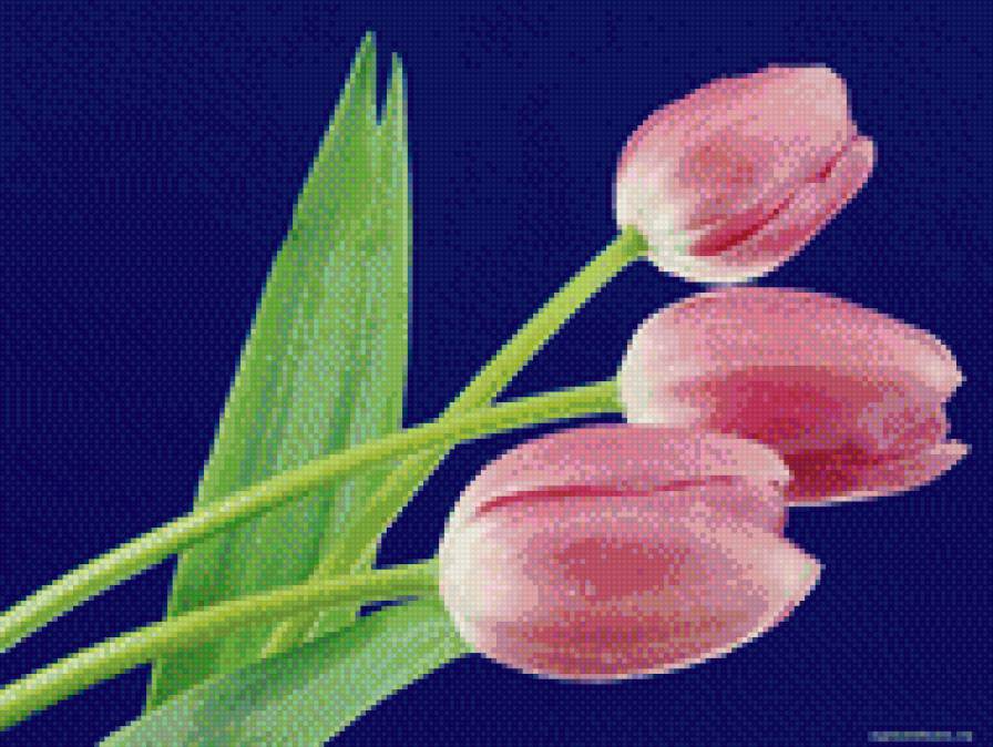 Тюльпаны - цветы, букет, тюльпаны - предпросмотр