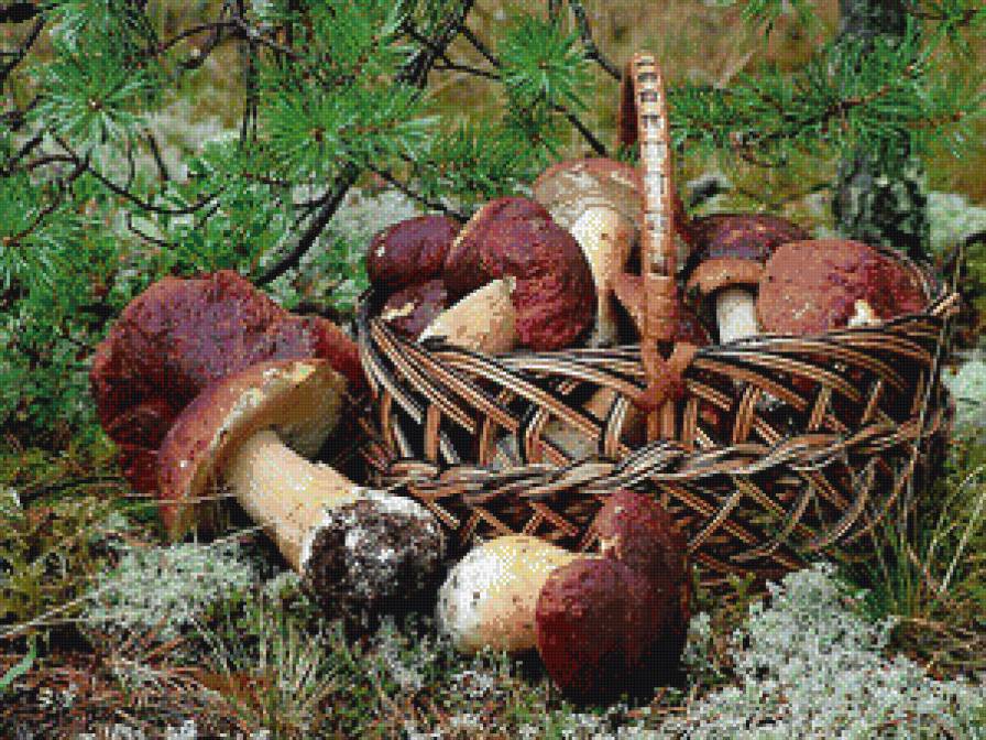Корзинка грибов - природа, осень, грибы, лес - предпросмотр