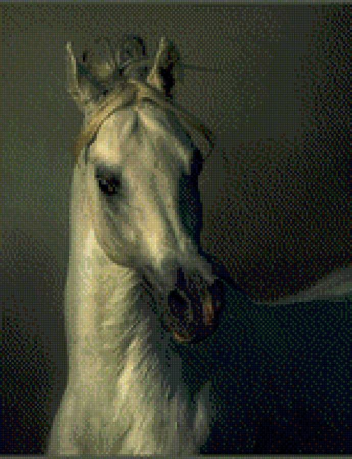 белый конь - животные, лошади - предпросмотр