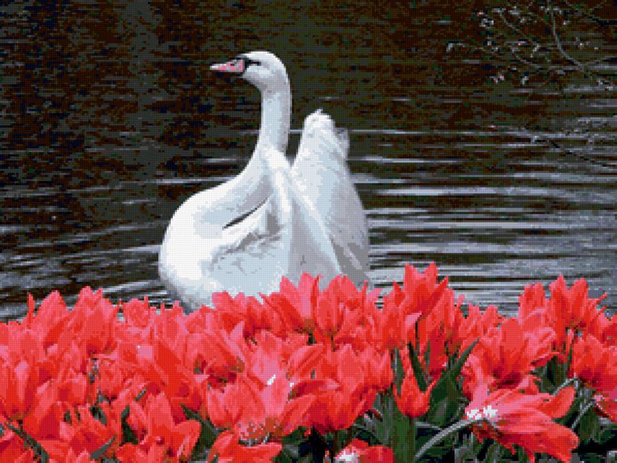 белый лебедь - цветы, пейзаж, лебеди, птицы, природа - предпросмотр