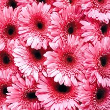 подушка розовые цветы