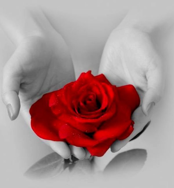 Роза на руках - цветы - оригинал