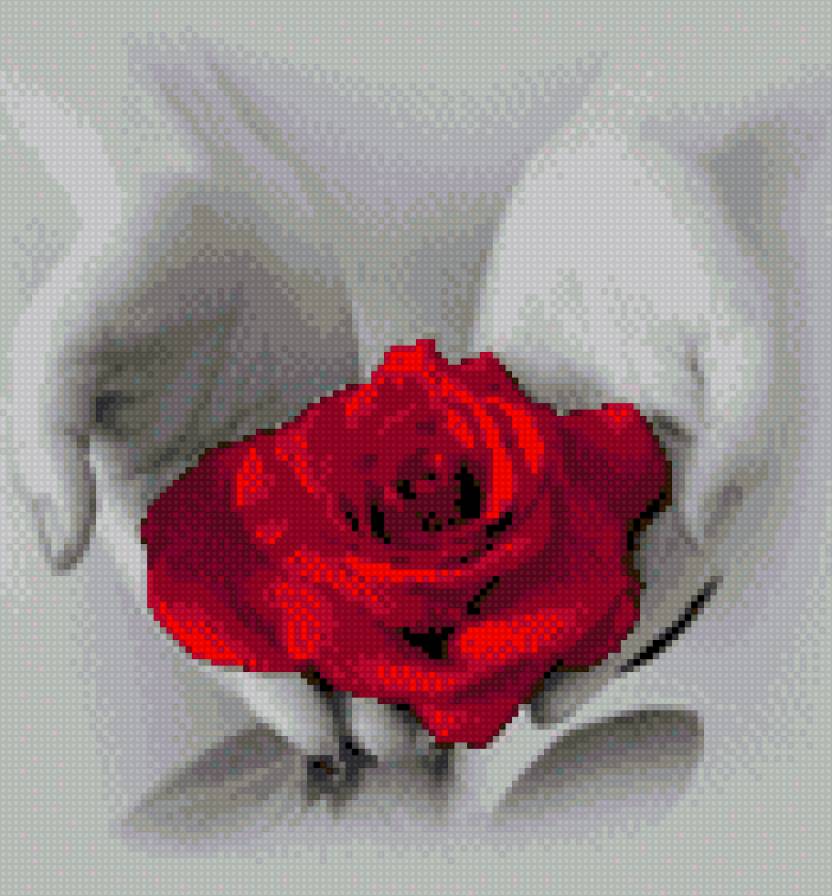 Роза на руках - цветы - предпросмотр