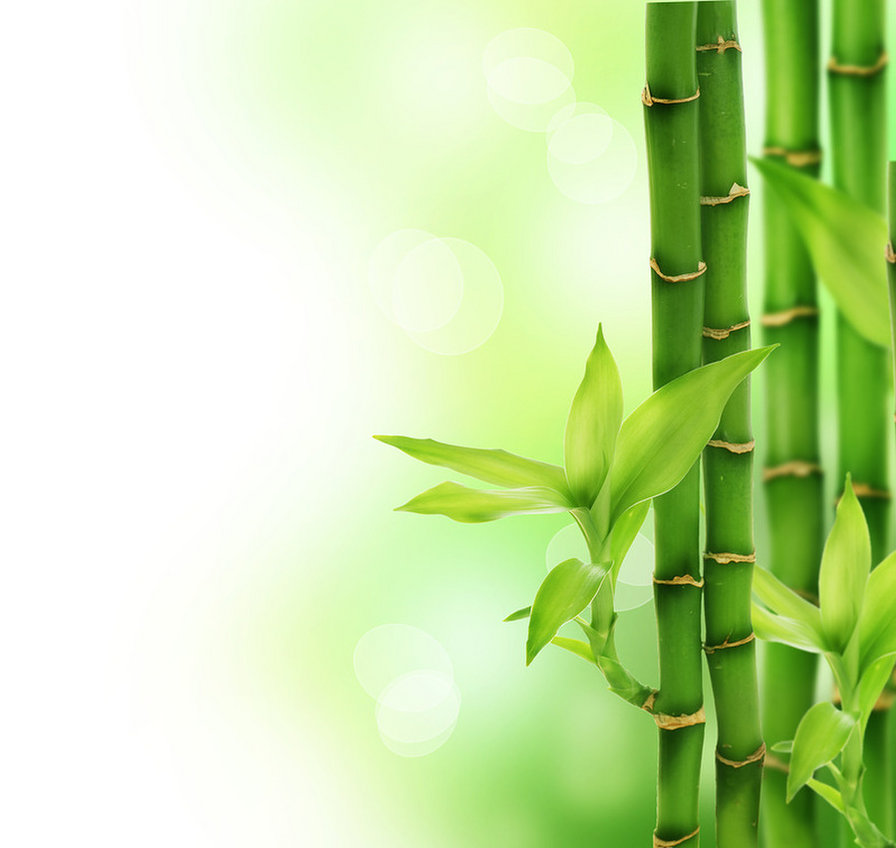 бамбук - растения - оригинал
