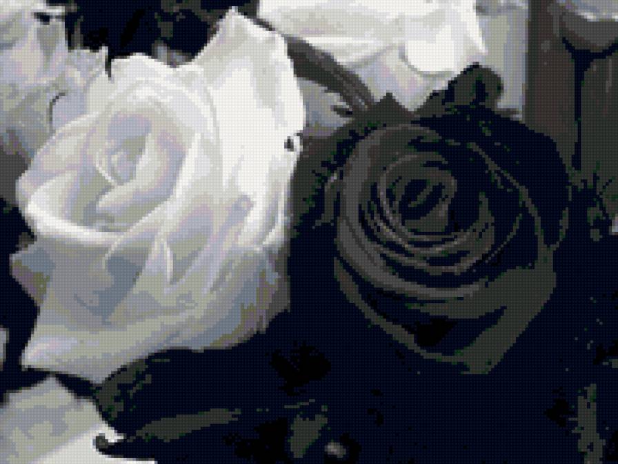 черно-белые розы - розы, цветы - предпросмотр