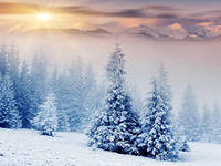зимний лес - лес, зима - оригинал