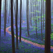 Бельгийский лес