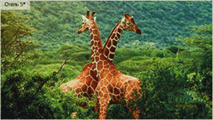 жирафы - животные - предпросмотр