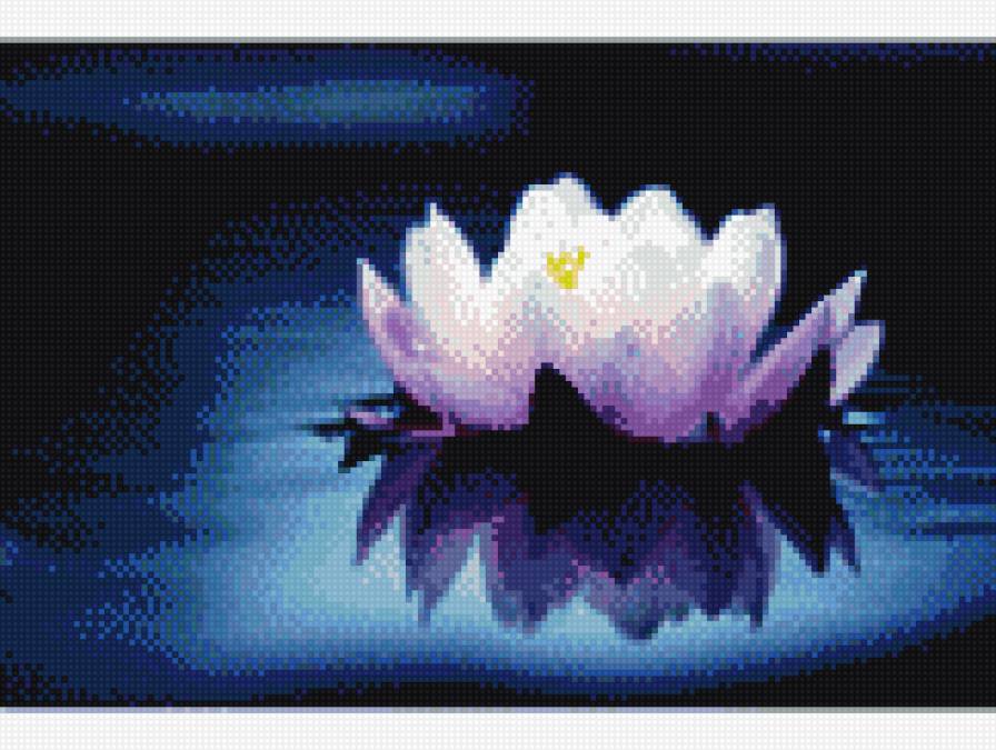 лилия - водяная лилия, цветок - предпросмотр