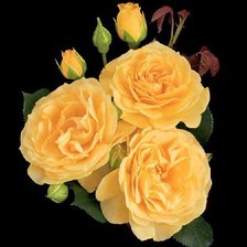 Оригинал схемы вышивки «Серия "Цветы": Жёлтые розы-2» (№669022)
