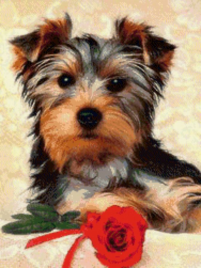 Собака с розой - собаки - предпросмотр