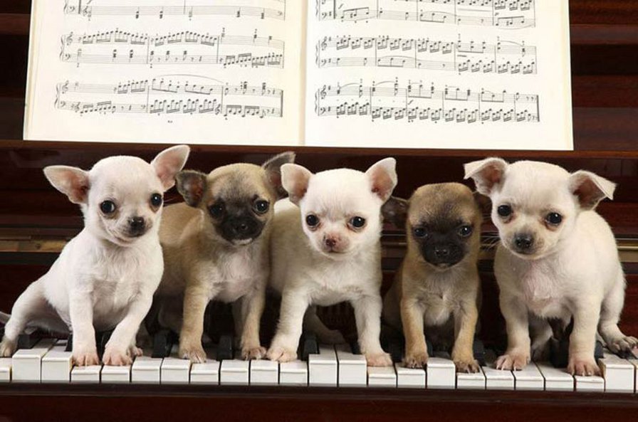 Пианисты - щенки, пианино, животные - оригинал