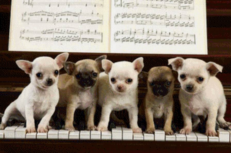 Пианисты - щенки, животные, пианино - предпросмотр