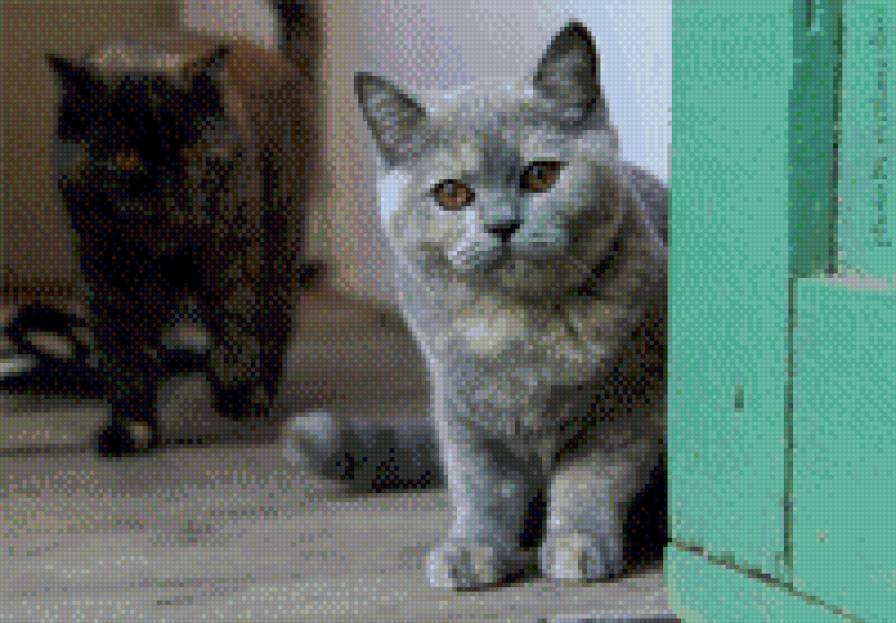 британская кошка - черепашка - британская кошка, кошка - предпросмотр