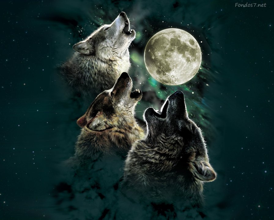 №670869 - волки, животные, хищники - оригинал