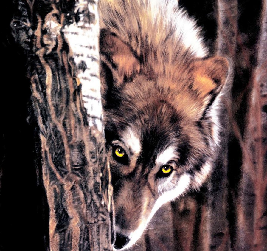 волчий взгляд - взгляд, животные, природа, лес, волки - оригинал