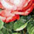 Предпросмотр схемы вышивки «розы» (№671405)