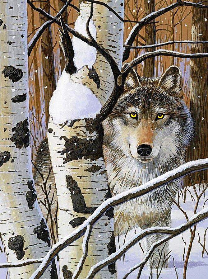 волчий взгляд - волки, лес, животные, взгляд, природа - оригинал