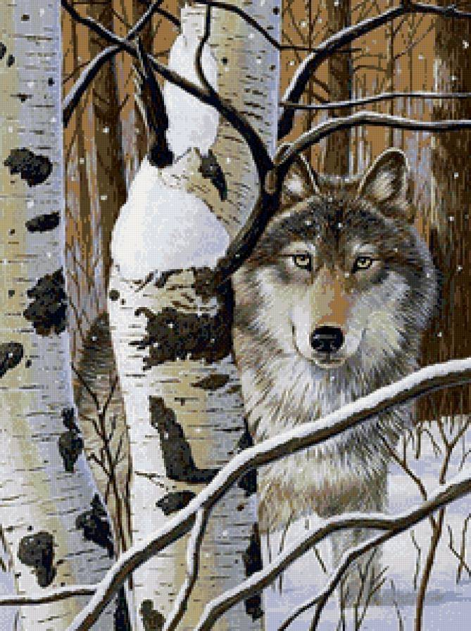 волчий взгляд - волки, природа, лес, взгляд, животные - предпросмотр