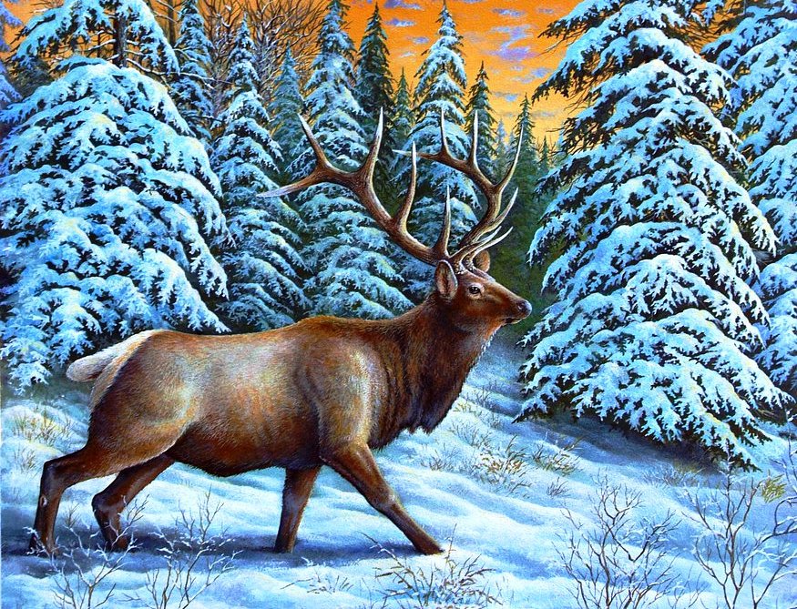 закат в лесу - зима, лес, закат, пейзаж, снег, олени, животные - оригинал