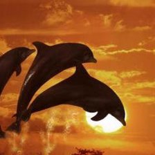 Дельфины на фоне заката ч.1