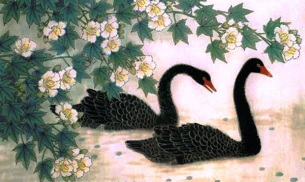 черные лебеди - природа, водоем, пейзаж, цветы, лебеди, птицы - оригинал