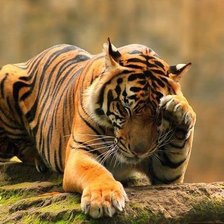 тигр умывается
