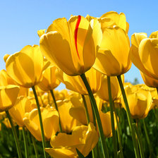 Оригинал схемы вышивки «желтые тюльпаны» (№674196)