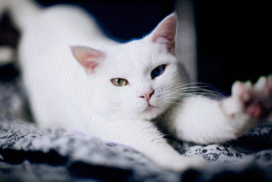 кошка - белоснежка, зеленые, белая, кошка, животное, глаза, синие - предпросмотр