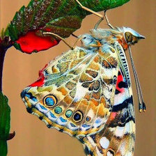 Схема вышивки «Мир бабочки.»