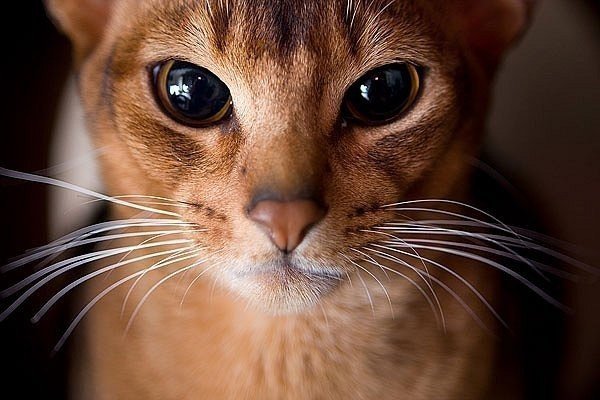 Абисинка - кот, абиссинская кошка, кошка - оригинал