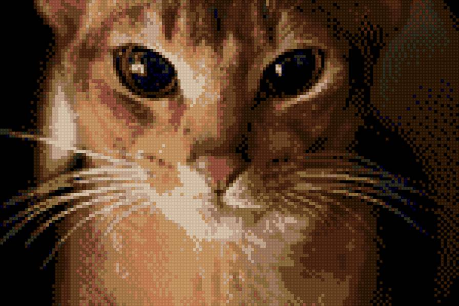 Абисинка - кот, абиссинская кошка, кошка - предпросмотр