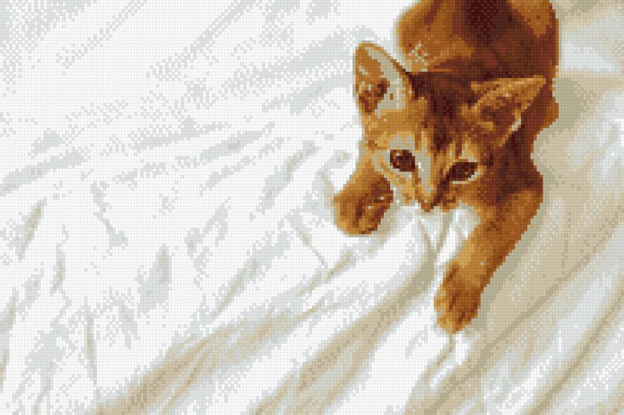 Абисинка - абиссинская кошка, котенок, кошка, кот - предпросмотр