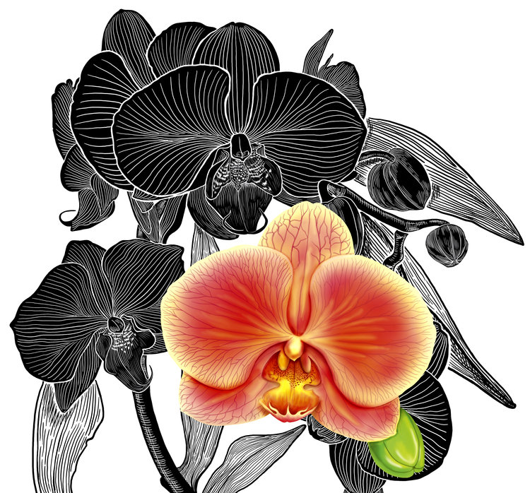 орхидеи - цветы, черное и красное, монохром, орхидеи - оригинал