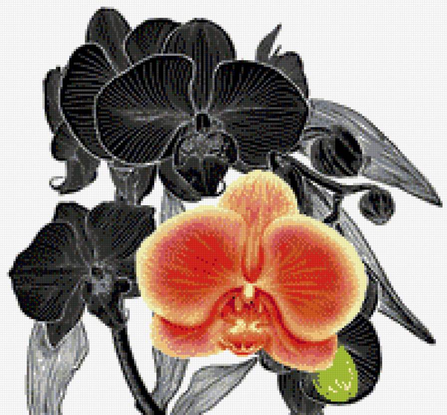 орхидеи - орхидеи, черное и красное, цветы, монохром - предпросмотр