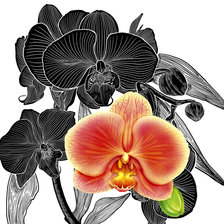 Оригинал схемы вышивки «орхидеи» (№675438)
