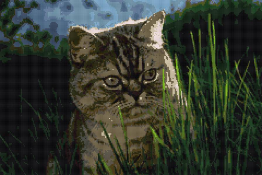 кот в траве - лето, кошка, кот - предпросмотр