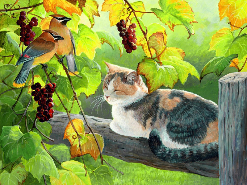 кот - лоза, спящий кот, виноград, лето, виноградник - оригинал