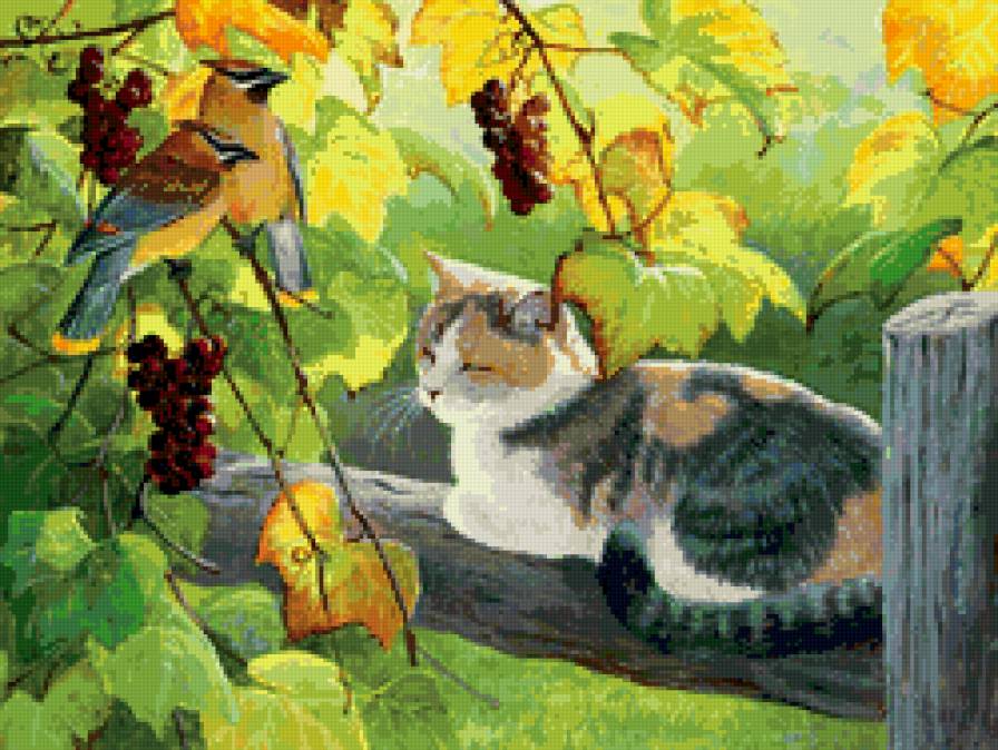 кот - виноградник, лето, спящий кот, виноград, лоза - предпросмотр
