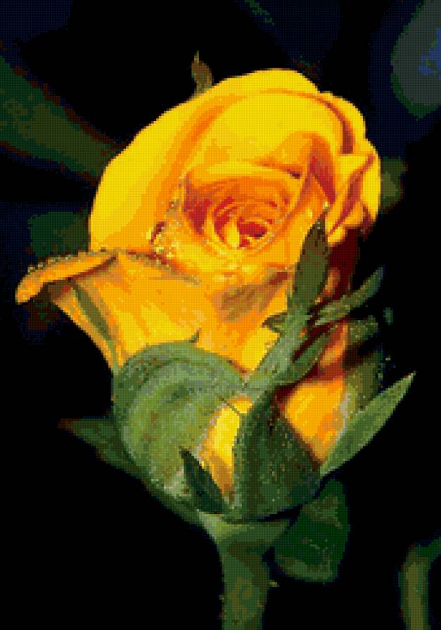 золотая роза - розы, цветы, пано - предпросмотр