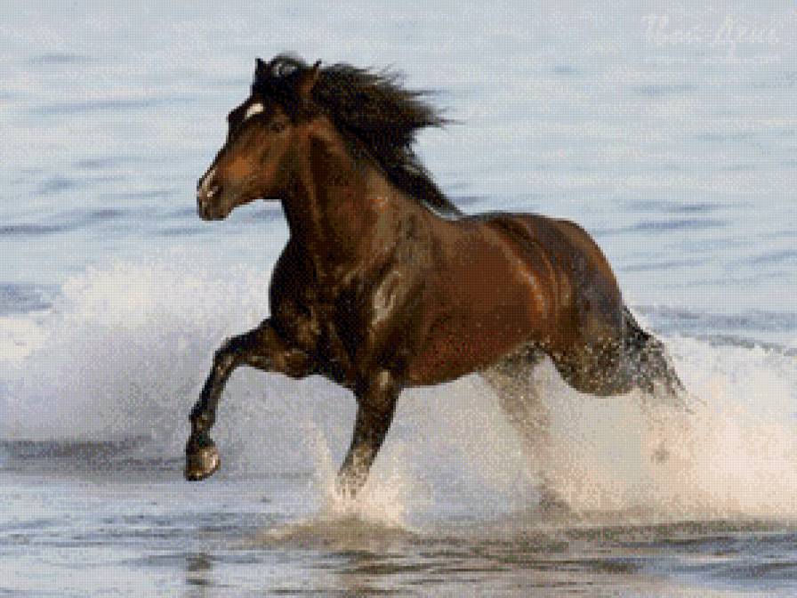 Простор - лошадь, животное, вода, брызги, простор, конь - предпросмотр