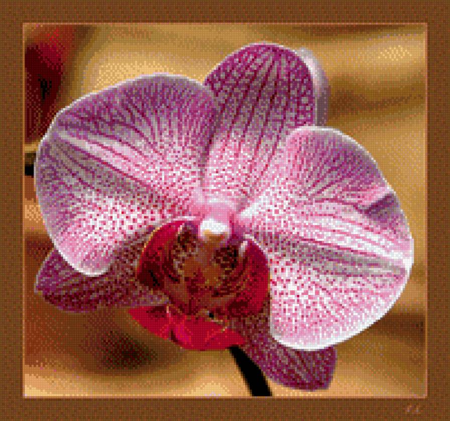 Орхидея - цветы, орхидея - предпросмотр