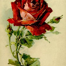 Оригинал схемы вышивки «роза» (№677386)