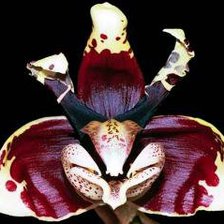 Схема вышивки «Орхидея3»