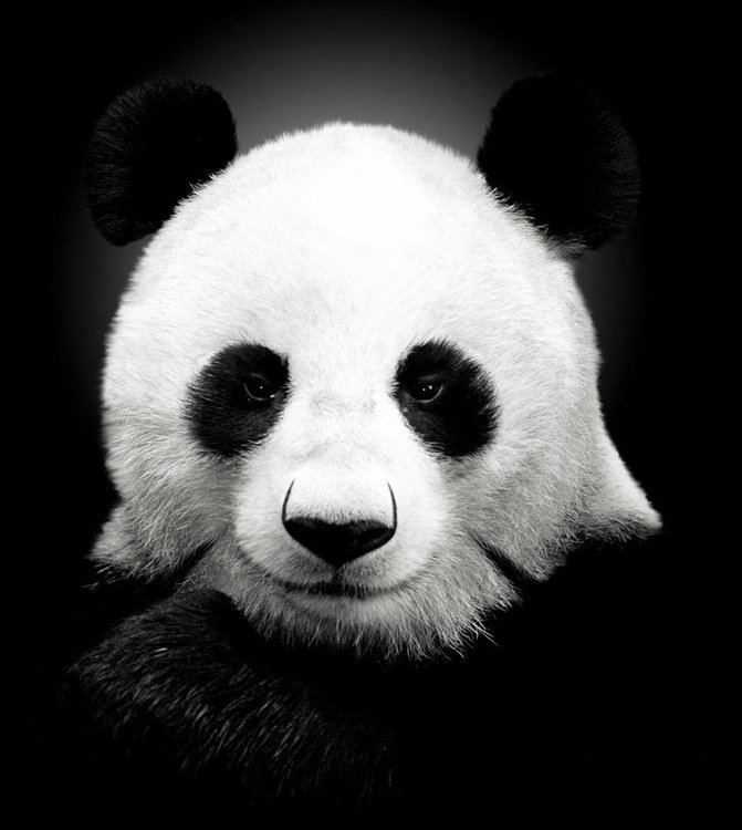 Панда - животные, панда - оригинал