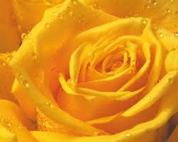 Желтая роза - роза - оригинал