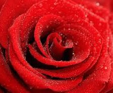 Оригинал схемы вышивки «Красная роза» (№677908)