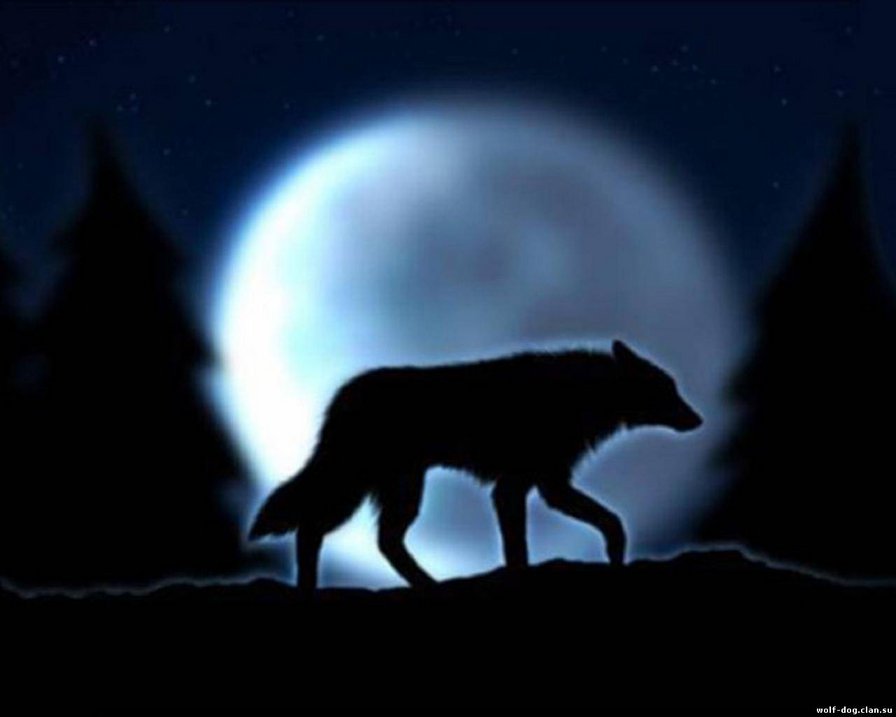 одинокий волк - волк, животные - оригинал